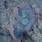 Aggregating Anemone