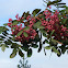 Mountain Ash or Rowan tree