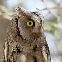 Eurasian Scops Owl