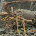 Lobster