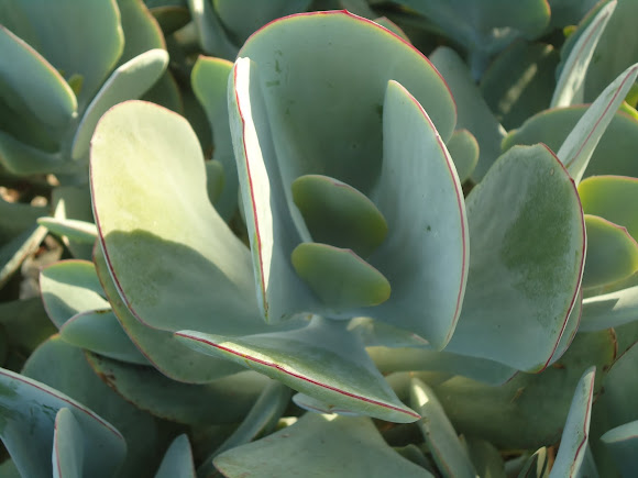 Spotting Image 1