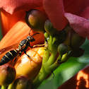 Wasp