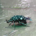 White-spotted Fruit Chafer