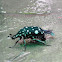 White-spotted Fruit Chafer