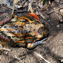 Salmon-Striped Frog