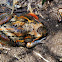 Salmon-Striped Frog