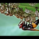 Polistes sagittariu