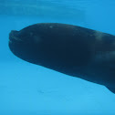 Sea Lion, León Marino Sudamericano