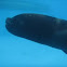 Sea Lion, León Marino Sudamericano