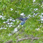 Blue Jay