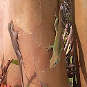 Green anoles
