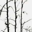 Black-backed Woodpecker