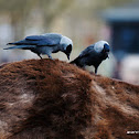 Jackdaw & Horse