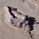 Conch shell