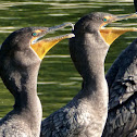 Double-crested Cormorant