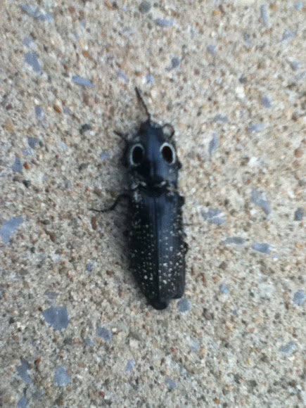 Spotting Image 1
