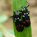 Spittle Bug