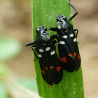 Spittle Bug