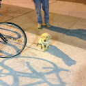 Golden Labrador