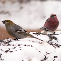 Pine Grossbeak