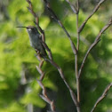 Colibrí tijereta