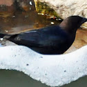 Brown-headed Cowbird