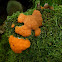 Tubifera ferruginosa
