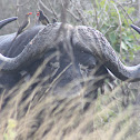 African Buffalo