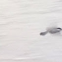 Chickadee
