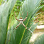 St Andrew's Cross Spider