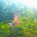 Barn Swallow