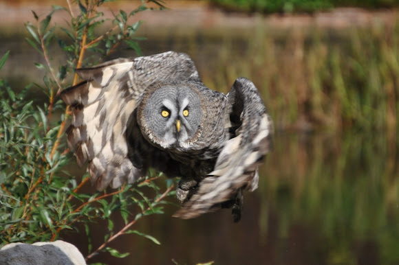 Spotting Image 1