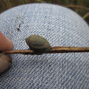 Salt Marsh Periwinkle