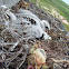 Swainson's Hawk