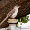Northern Mockingbird
