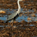 Grey Heron