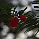 European yew