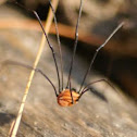 Daddy Long Legs