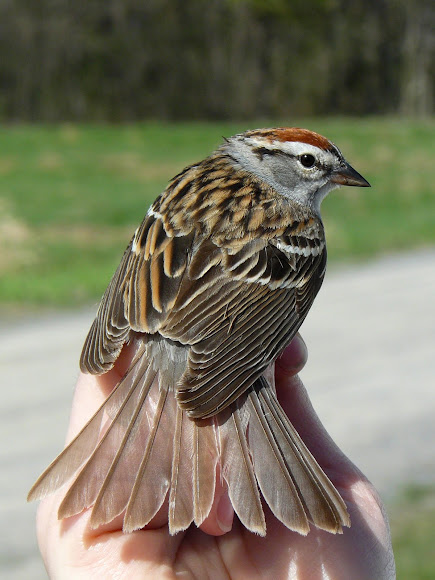 Spotting Image 1