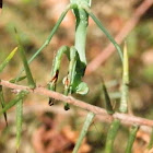 False Garden Mantid
