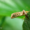 Oriental Garden Lizard, Eastern Garden Lizard or Changeable Lizard