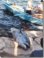 big tuna