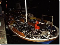 just returned from the sea