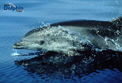[bottlenose dolphins[4].jpg]