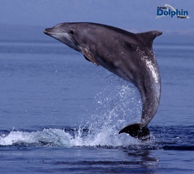[bottlenose dolphins _[3].jpg]