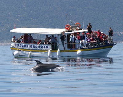 [bottlenose dolphins 1[4].jpg]