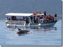 bottlenose dolphins 1