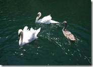 swans at Cetina river_edited