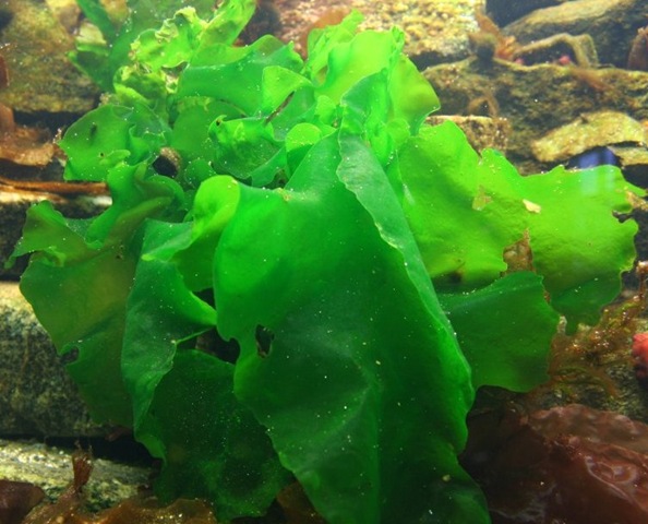 [sea lettuce[4].jpg]