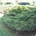Juniper